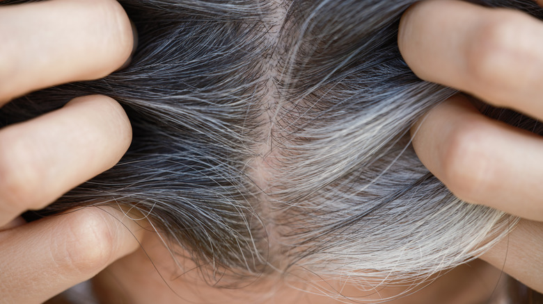 Une vue de haut en bas des racines des cheveux avec quelques mèches grises
