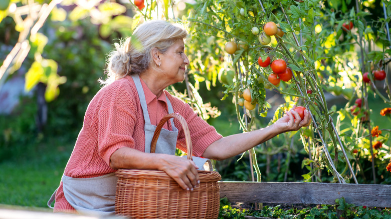 Une femme mûre dans le jardin cueillant des tomates
